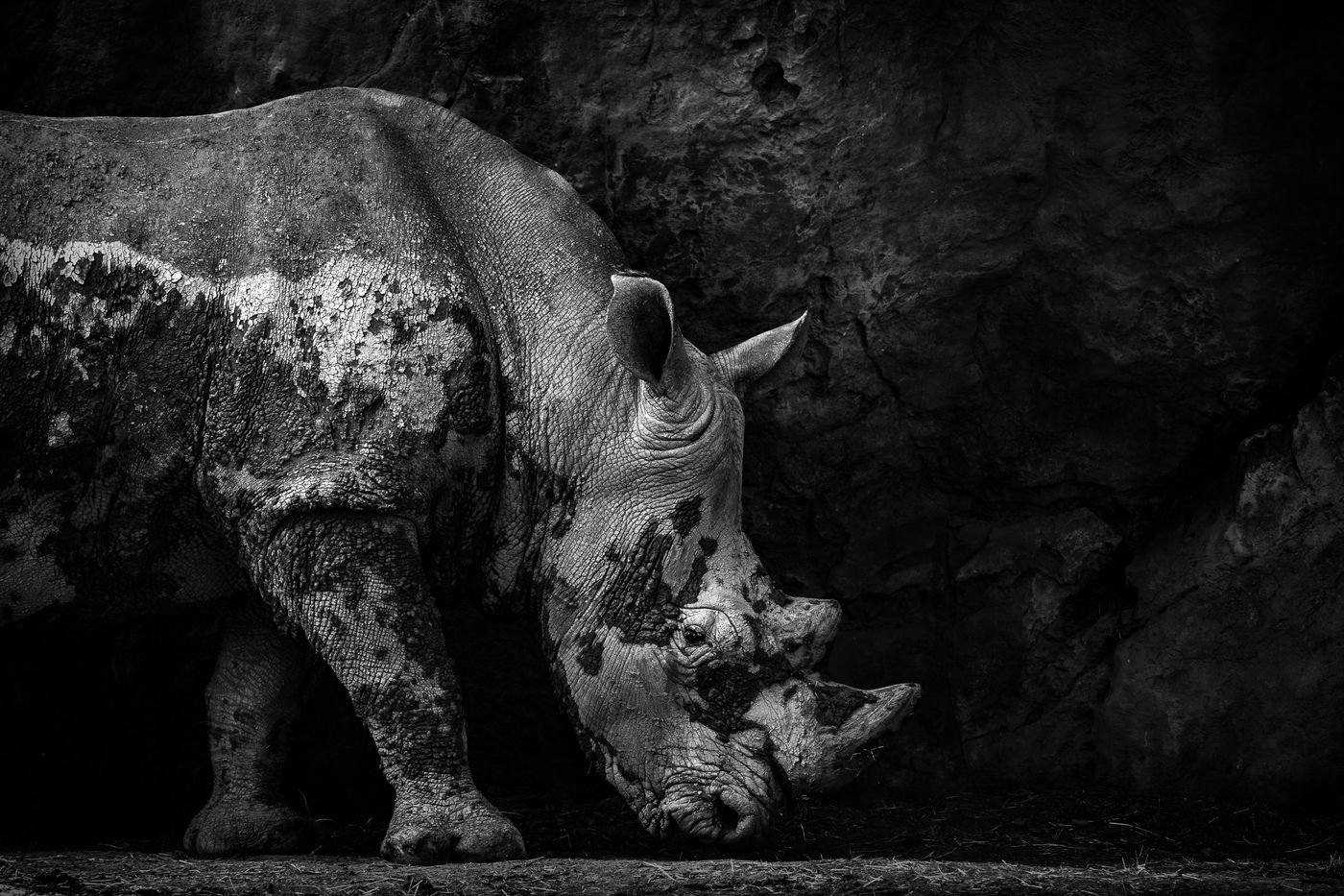 Deze witte neushoorn doet zich tegoed aan wat gras. © Jeffrey Van Daele