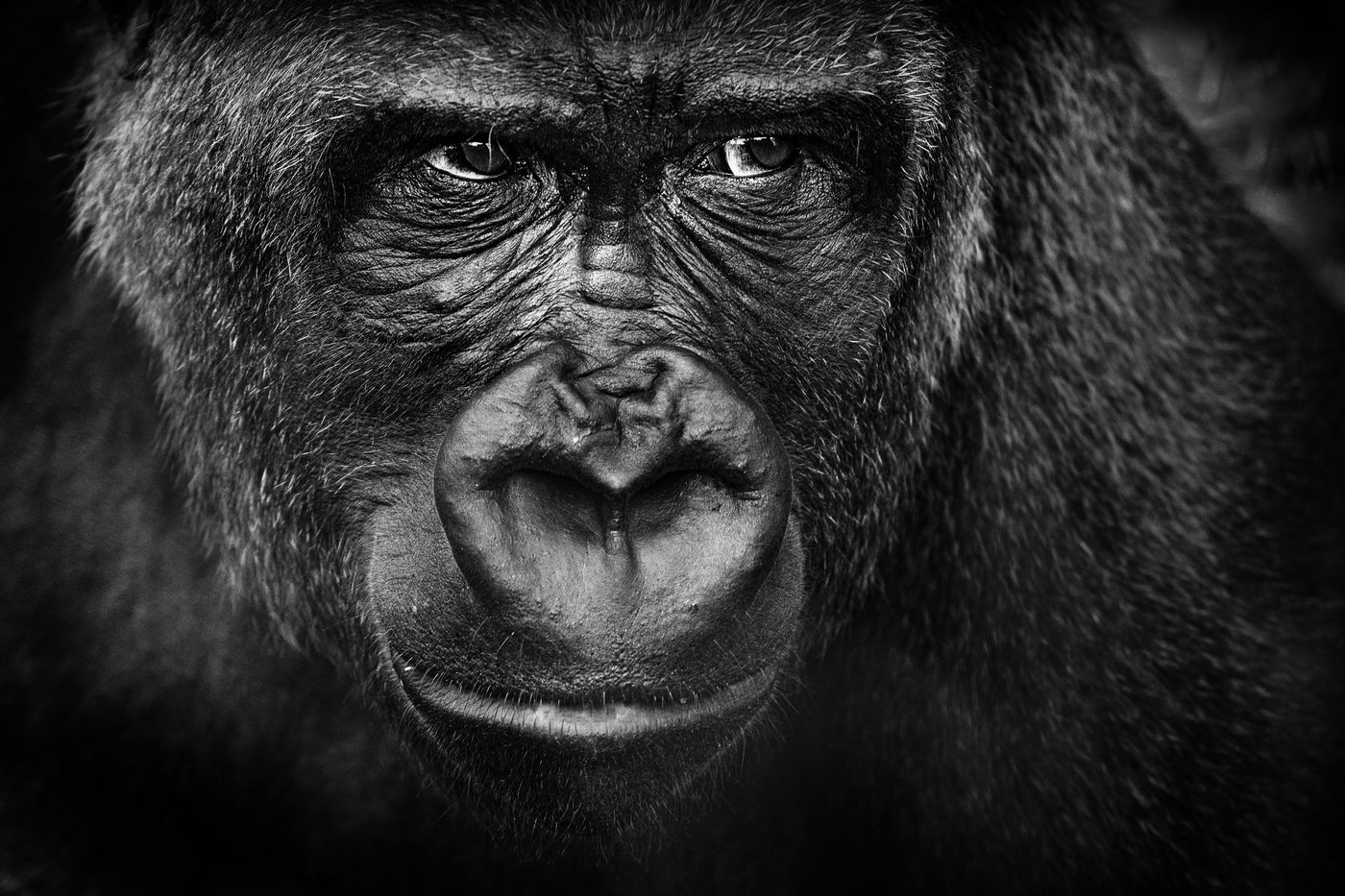 Een close-up van een gorilla. © Jeffrey Van Daele