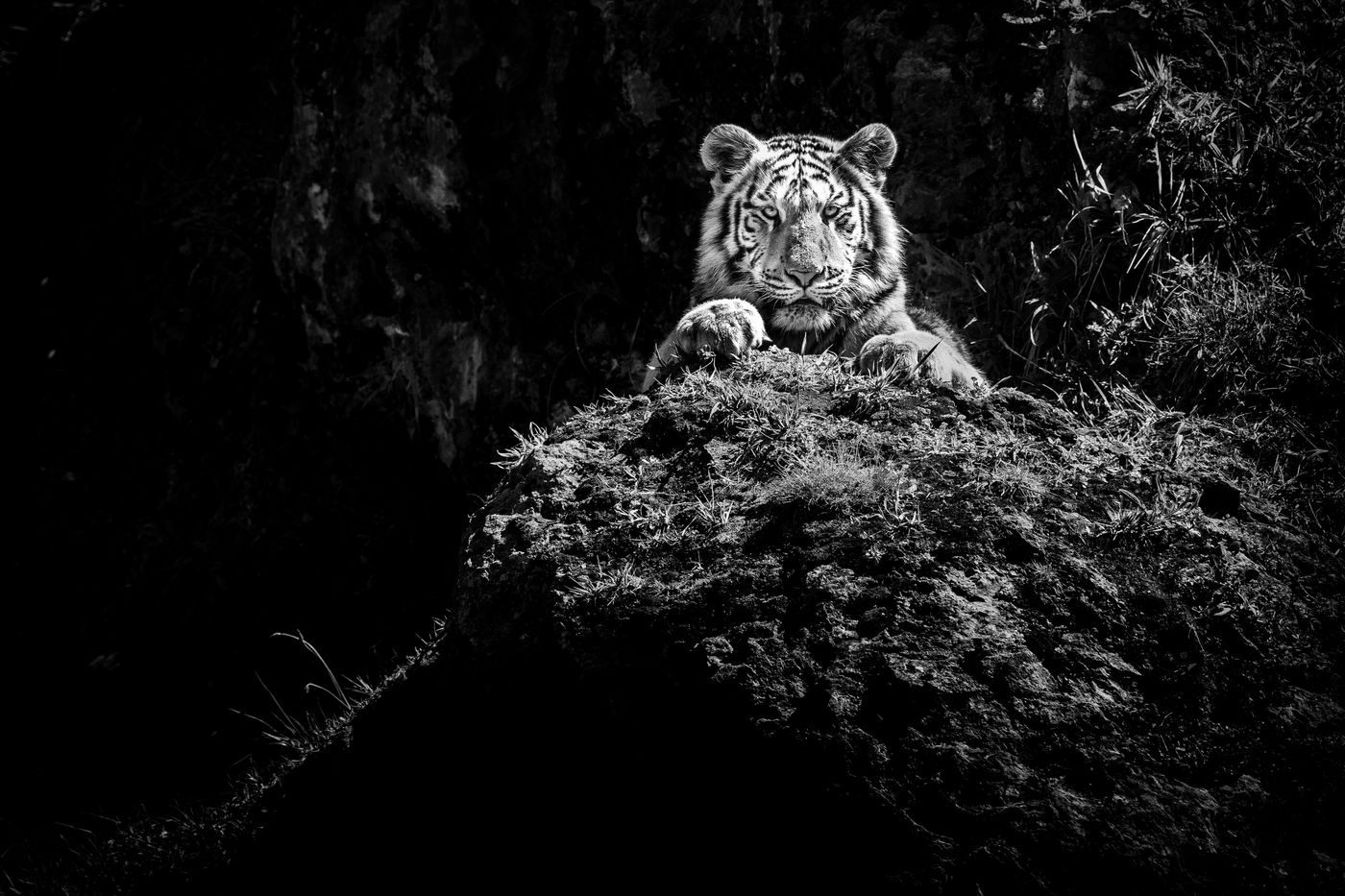 Cabárceno is een safaripark in het zuiden van Spanje, een ideale locatie om te leren werken met het fotograferen van groot wild. © Jeffrey Van Daele