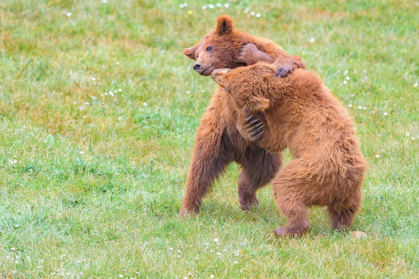 Twee jonge bruine beren zijn in een stevig gevecht verwikkeld. © Jeffrey Van Daele