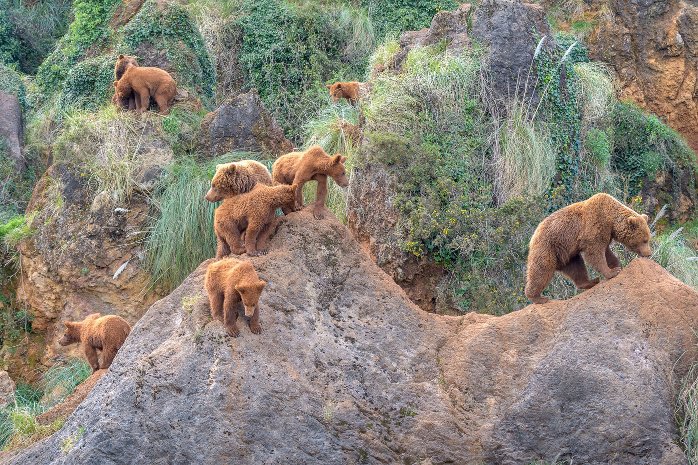 Een familie bruine beren. © Jeffrey Van Daele