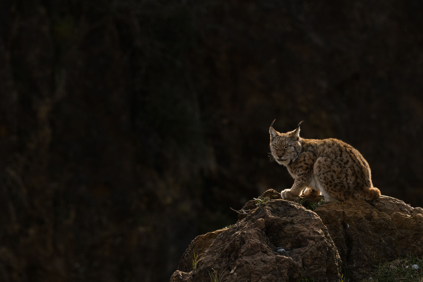 Een lynx kijkt uit over het wildpark. © Jeffrey Van Daele