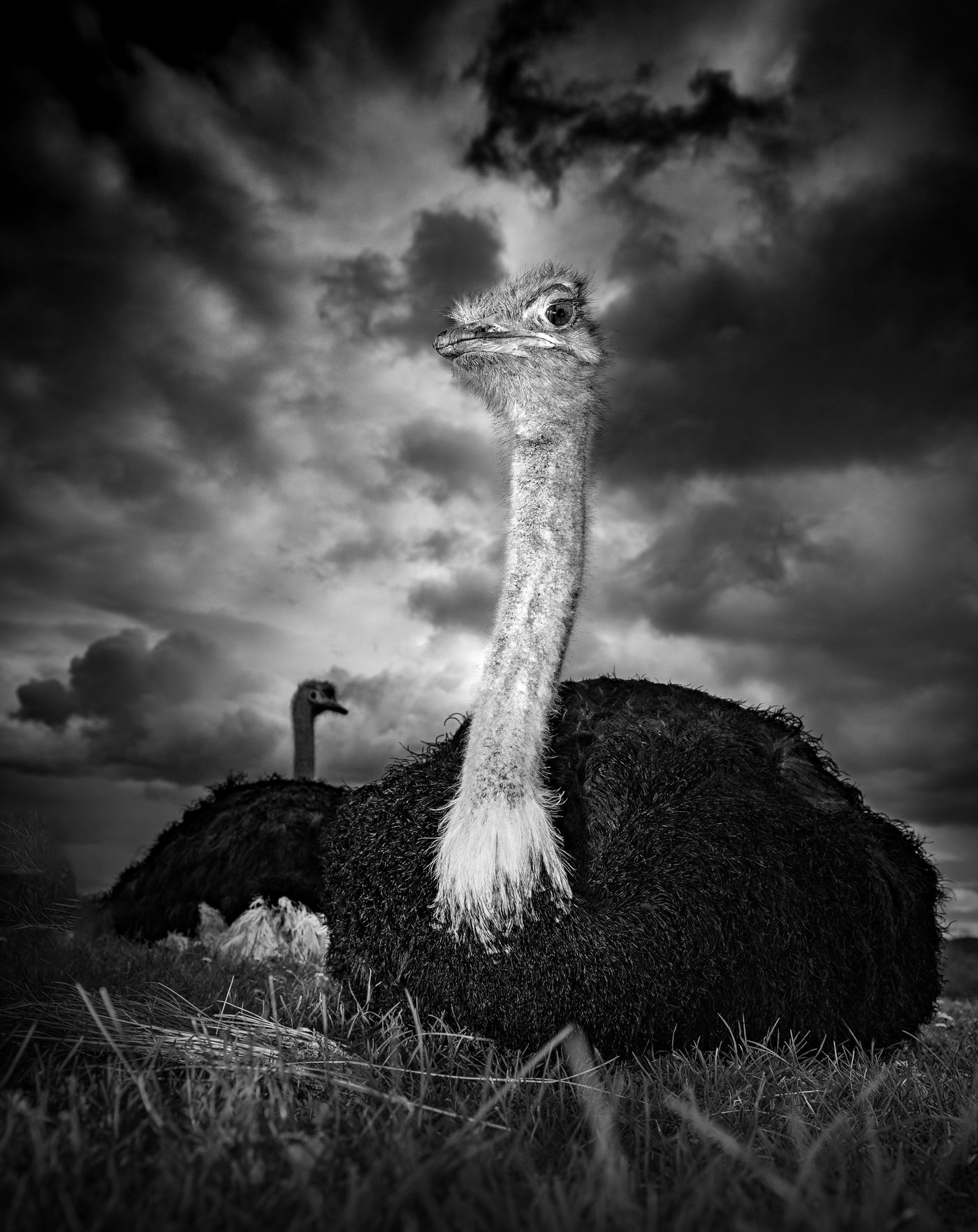 Rustende struisvogels. © Jeffrey Van Daele