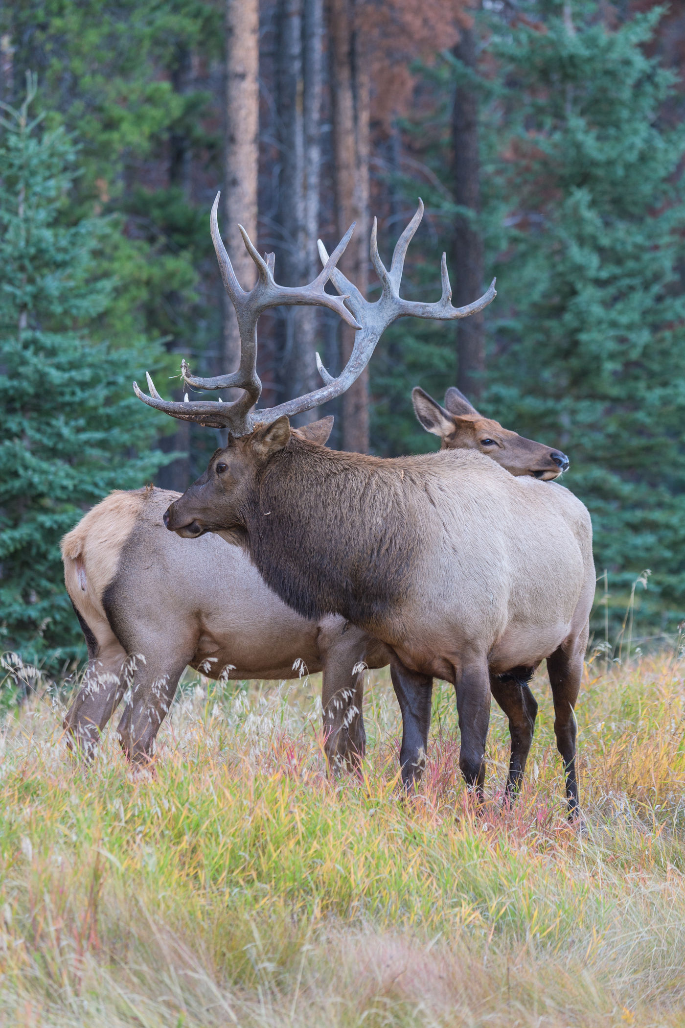 Wapiti herten zijn in het najaar bijzonder actief. © Bart Heirweg