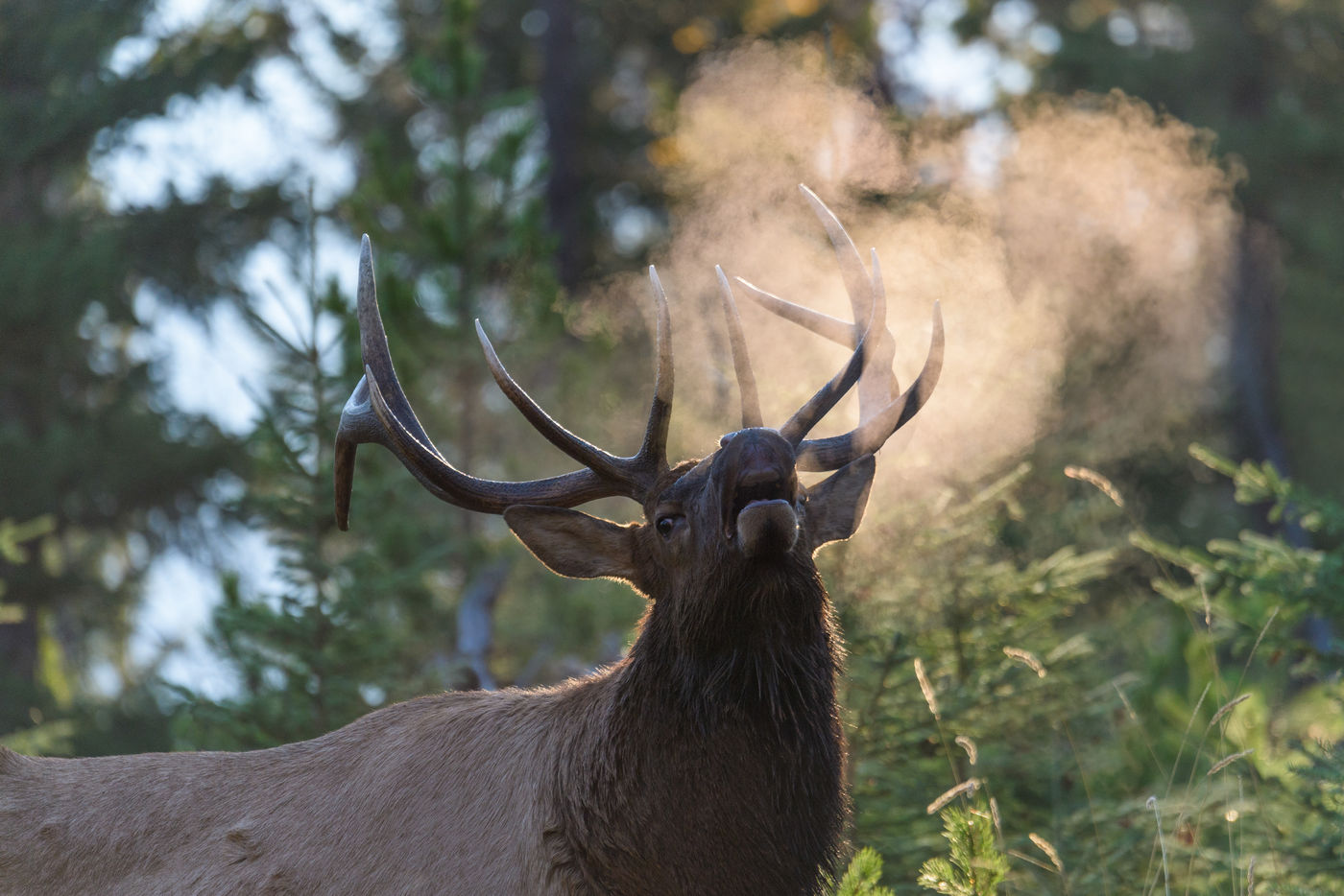 Burlend wapitihert. © Bart Heirweg