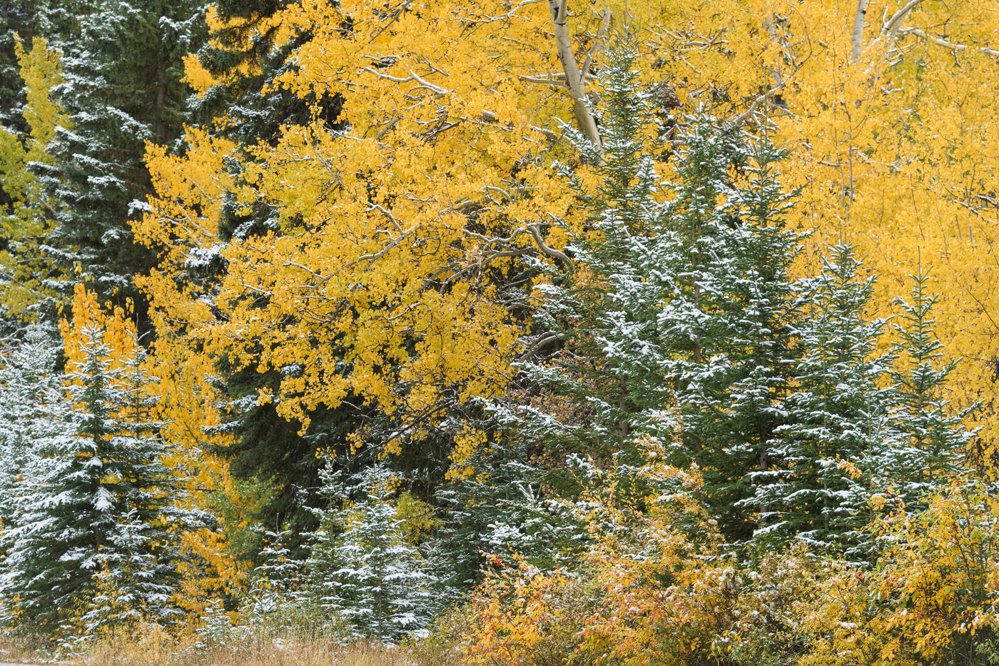 Herfstbladeren en -kleuren. © Bart Heirweg