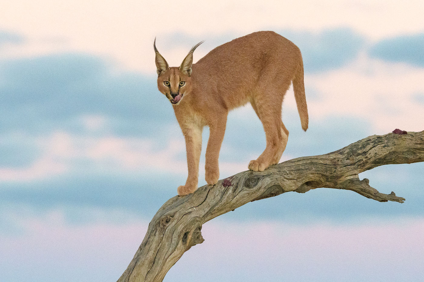 Een caracal zit hoog en veilig op z'n boomstam. © Jeffrey Van Daele