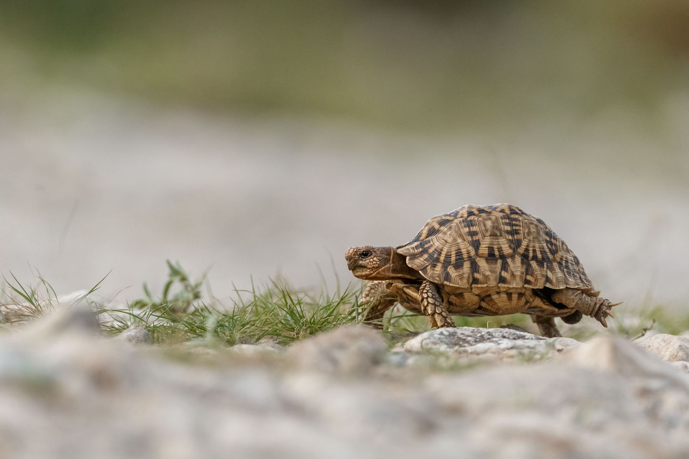 Een serrated tortoise steekt de weg over... © Carole Deschuymere