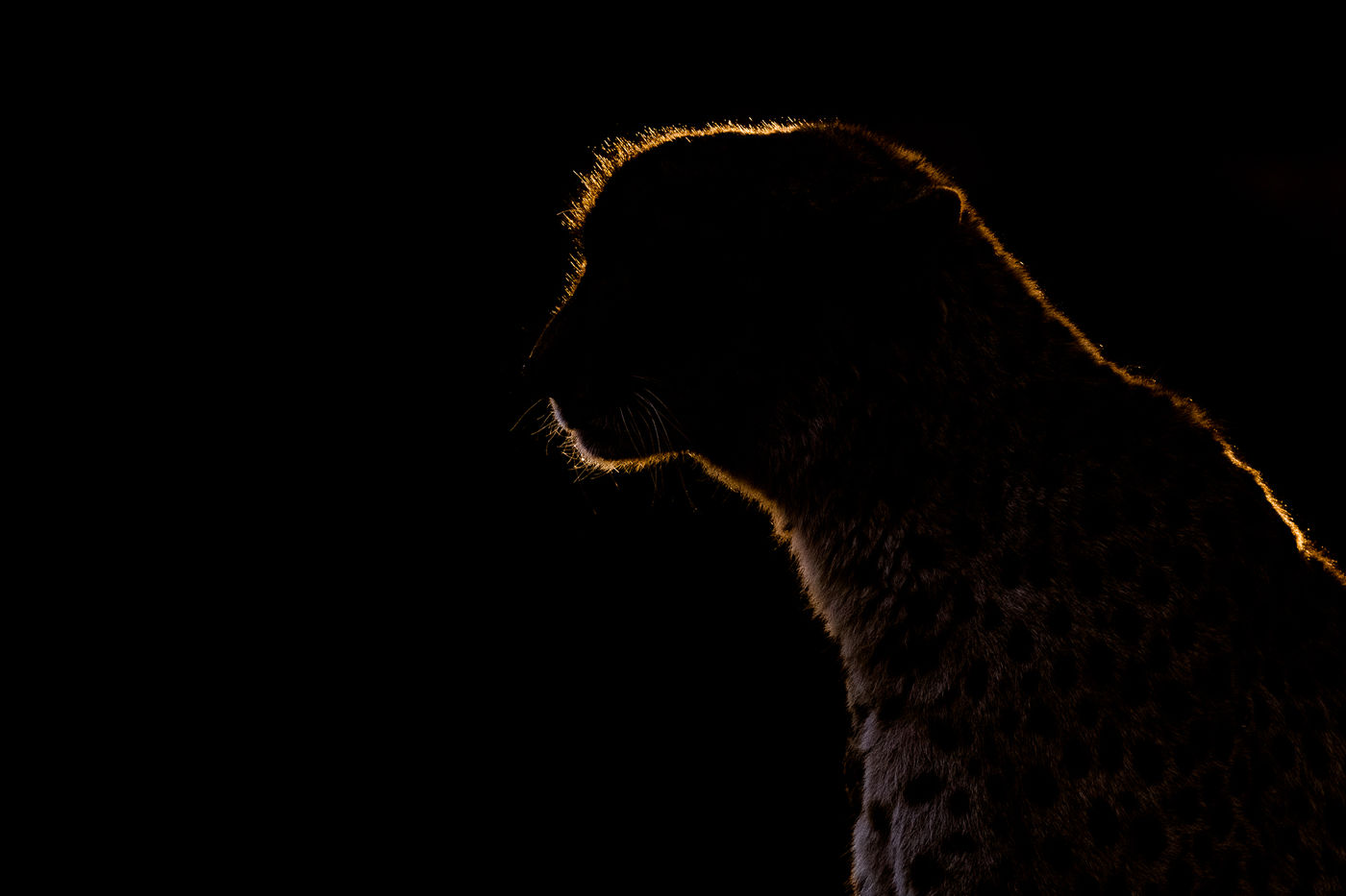 Spelen met belichting en een cheetah, wauw! © Jeffrey Van Daele