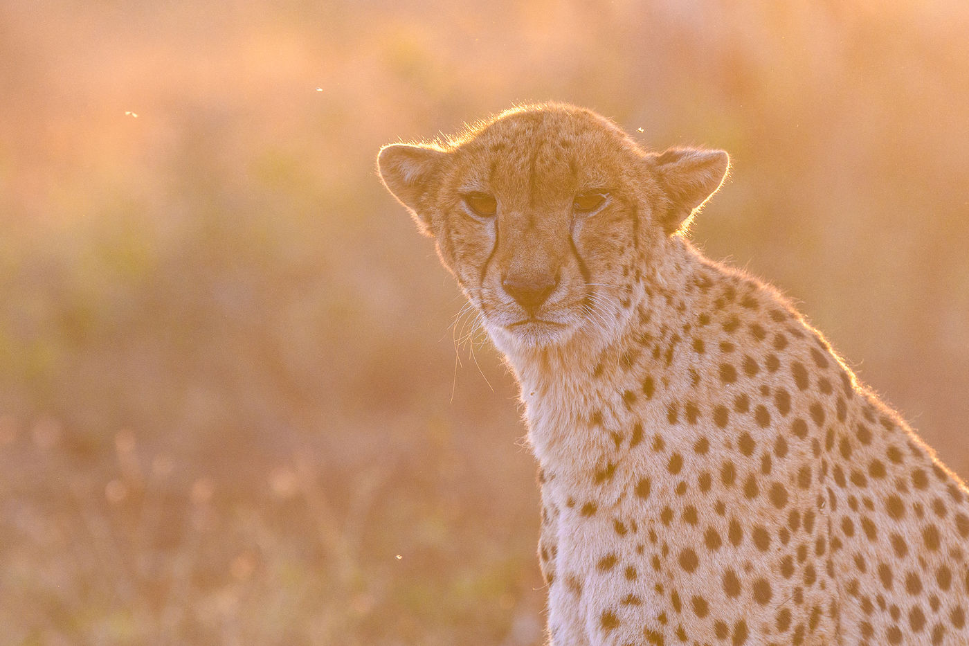 Een cheetah met tegenlicht. © Jeffrey Van Daele