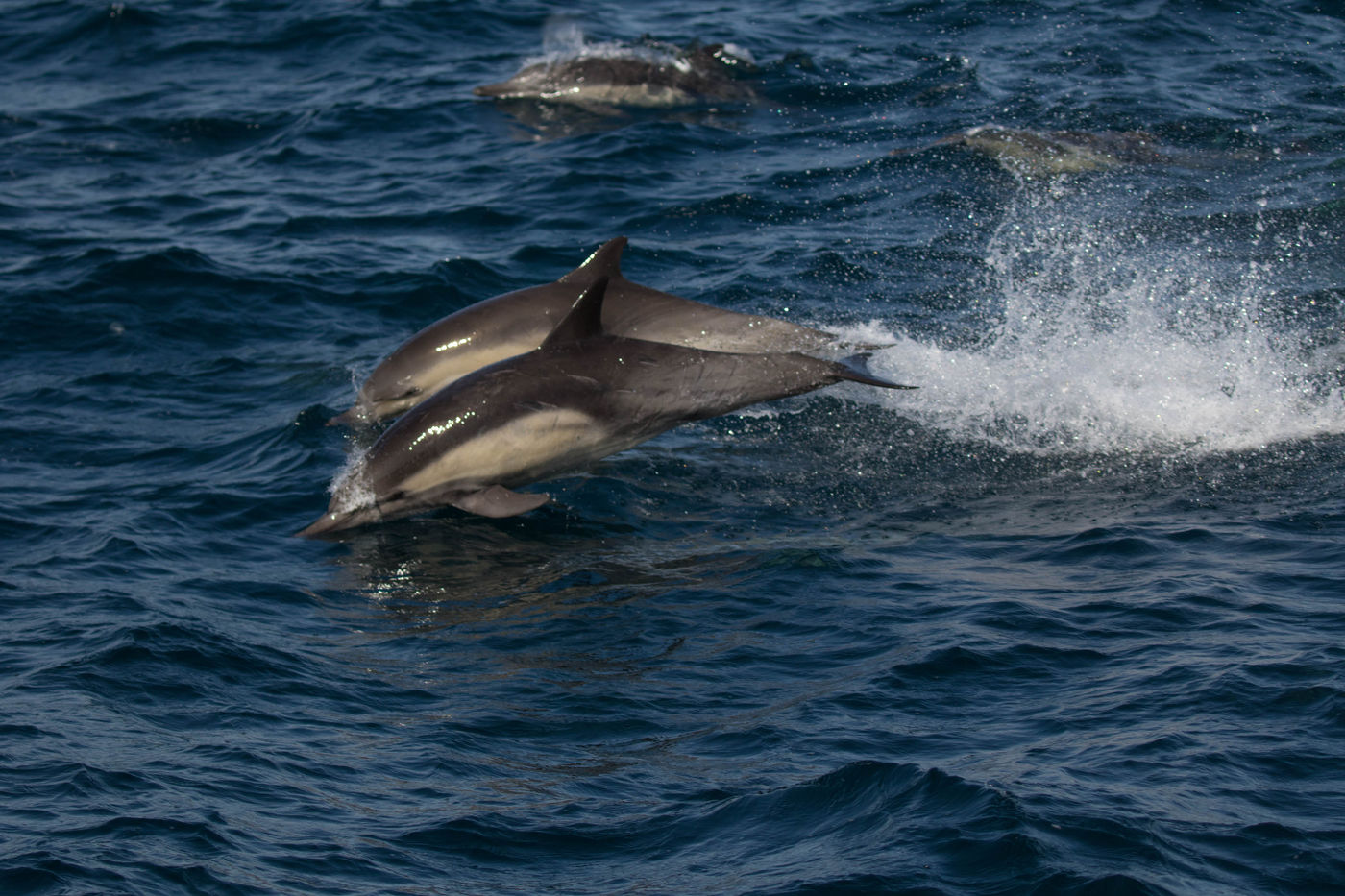 Common dolphins. © Iwan Lewylle