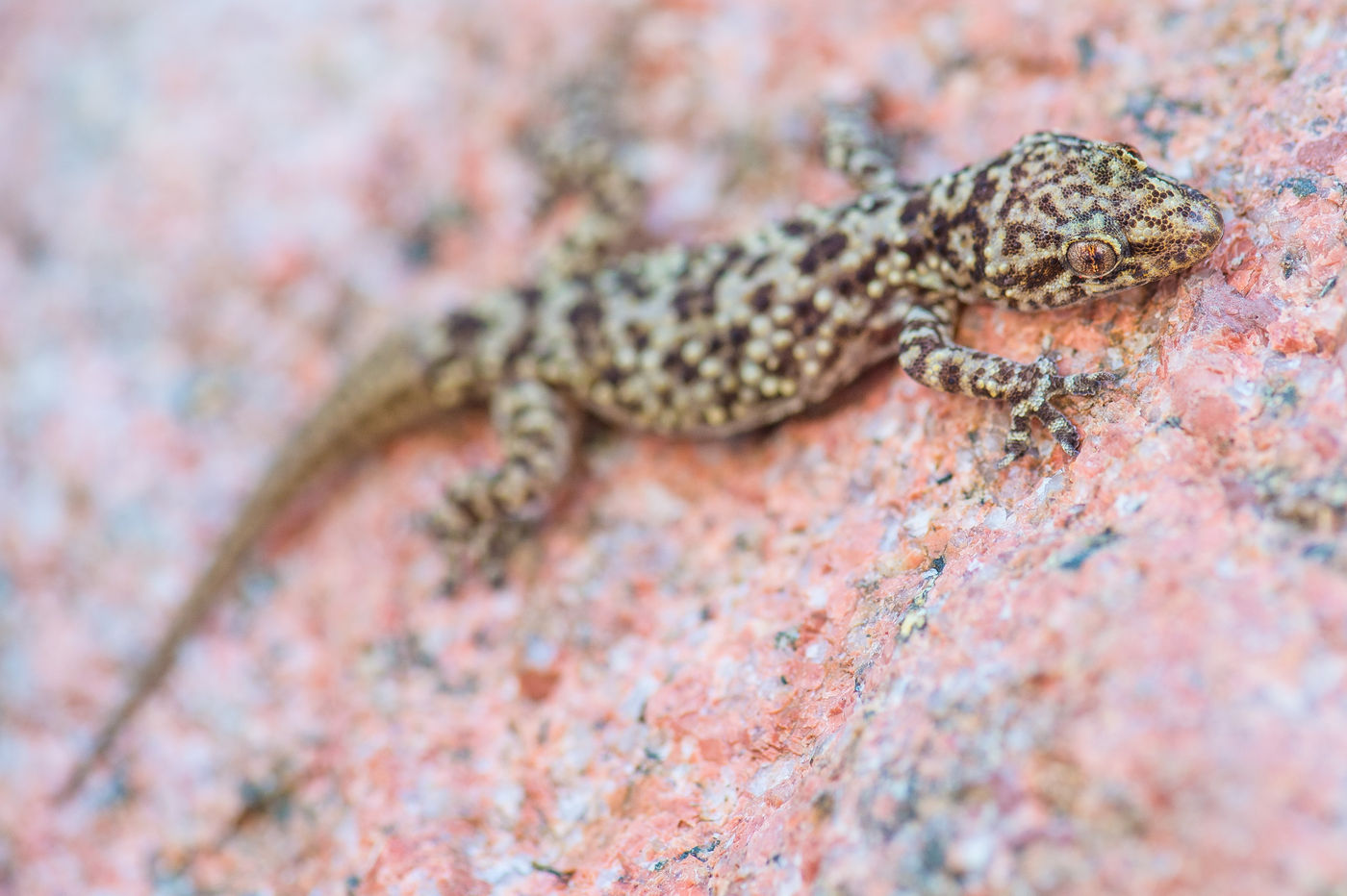 Een Muurgekko is een geduchte rover... © Billy Herman