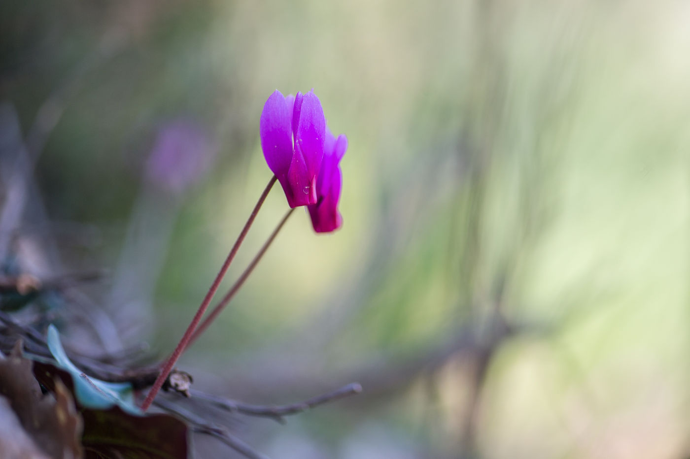 Wilde Cyclamen, een prachtig bosbloempje... © Billy Herman