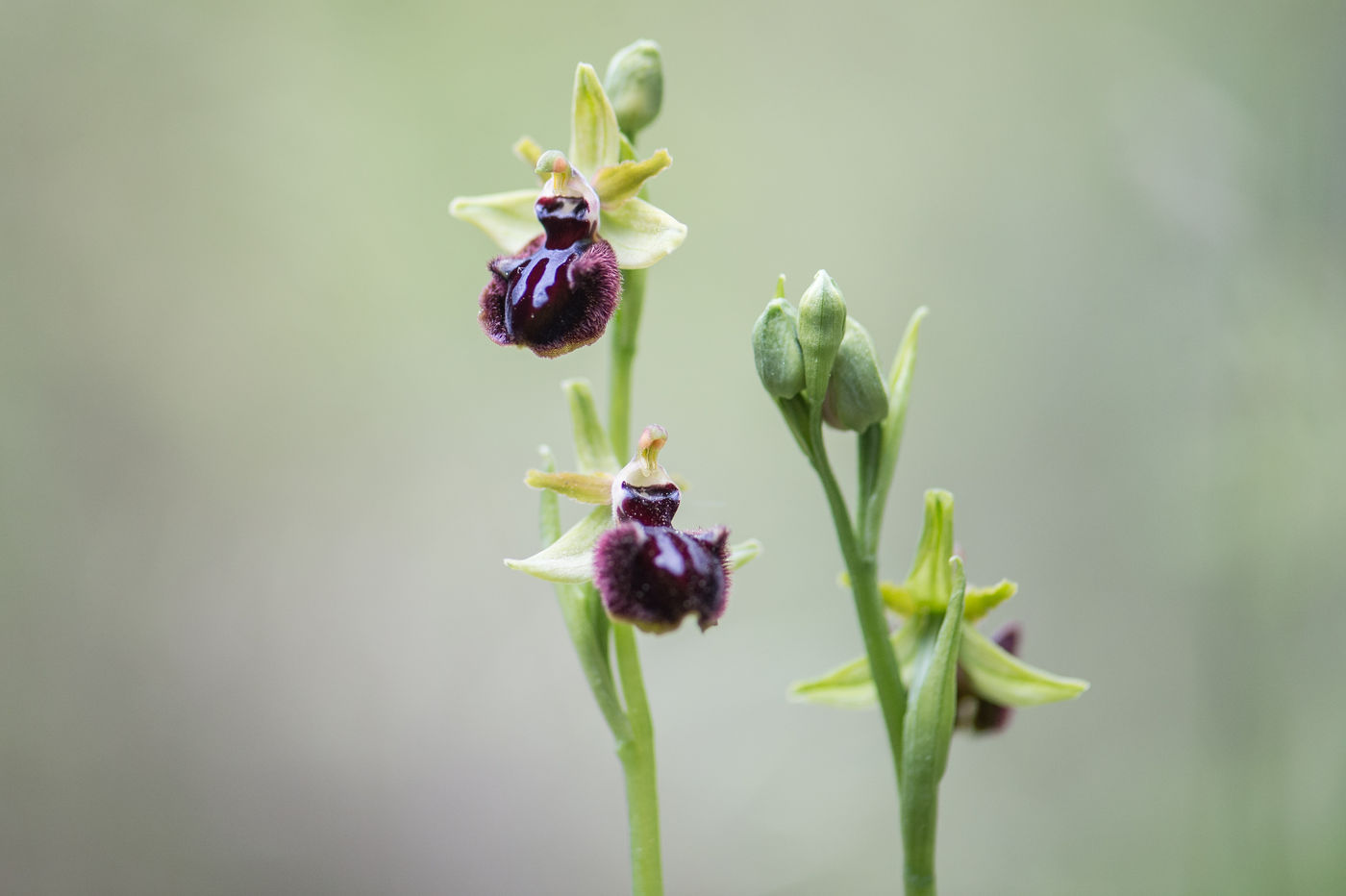 Prachtige orchideeën... © Billy Herman