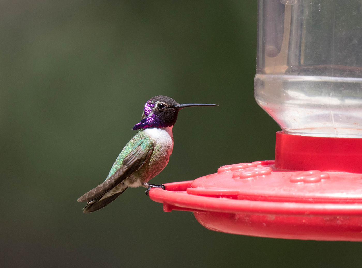 Costa Hummingbird op de feeder ©Iwan Lewylle