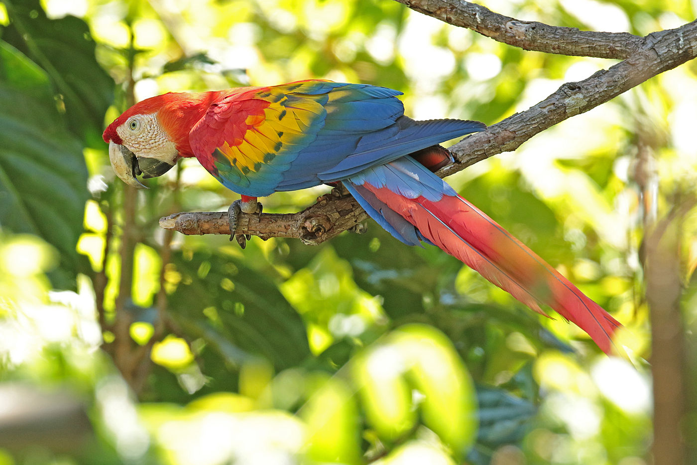 Een scarlet macaw in zijn habitat, waar hij thuishoort. © Danny Roobaert