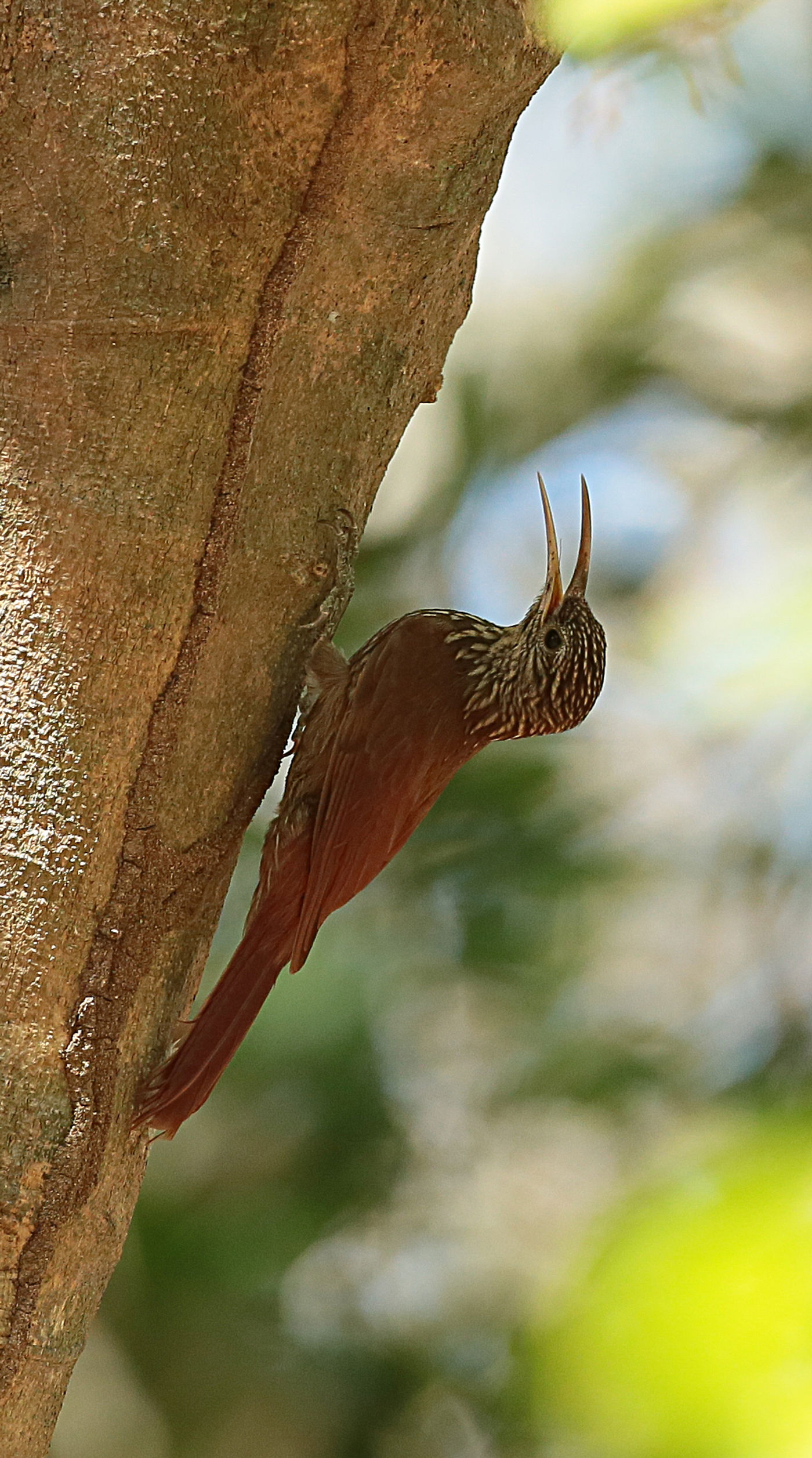 Een streak-headed woodcreeper nabij het nest. © Danny Roobaert