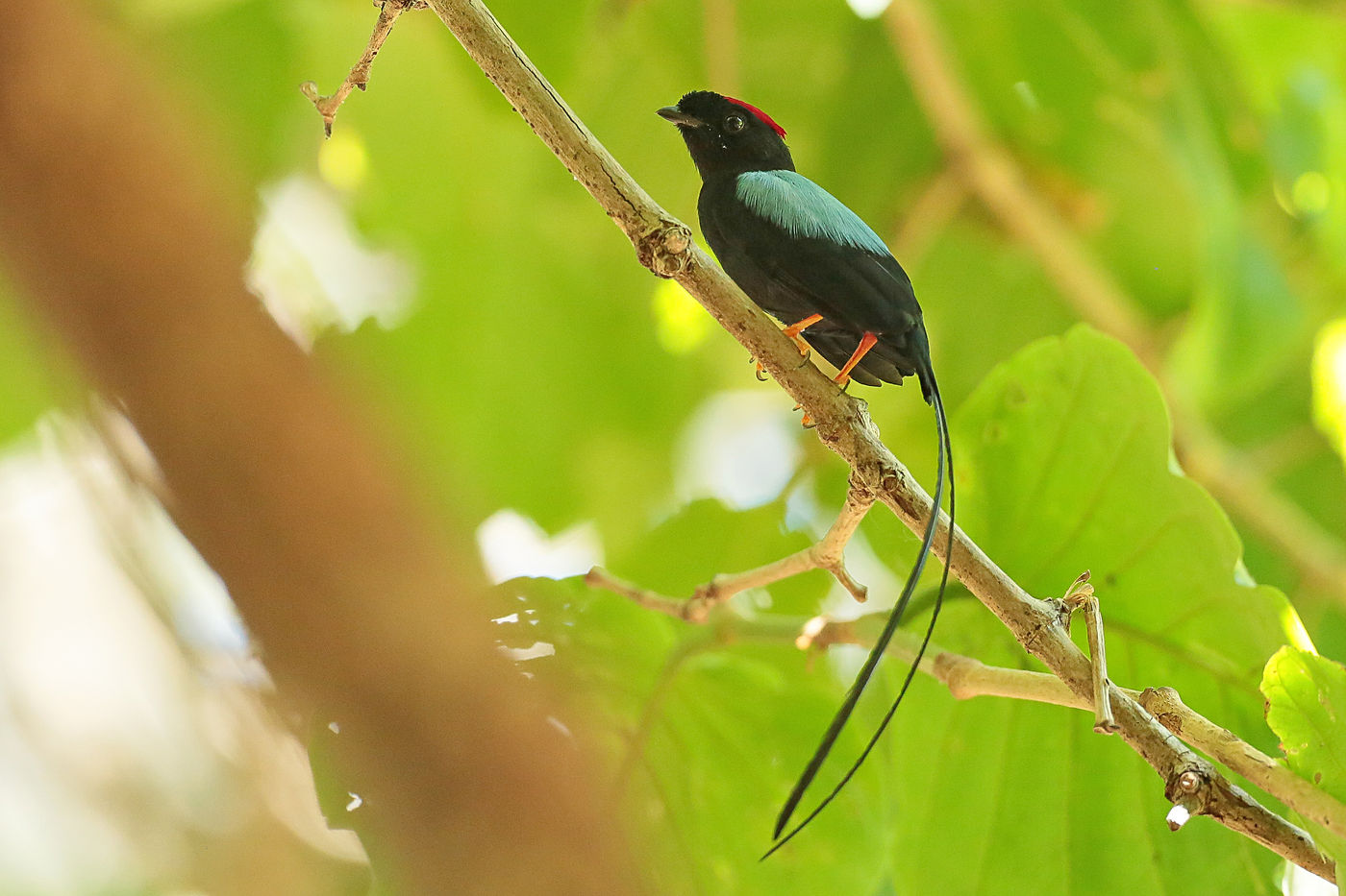 Manakins staan bekend om hun kunsten, maar de long-tailed manakin spant daarbij de kroon. © Danny Roobaert