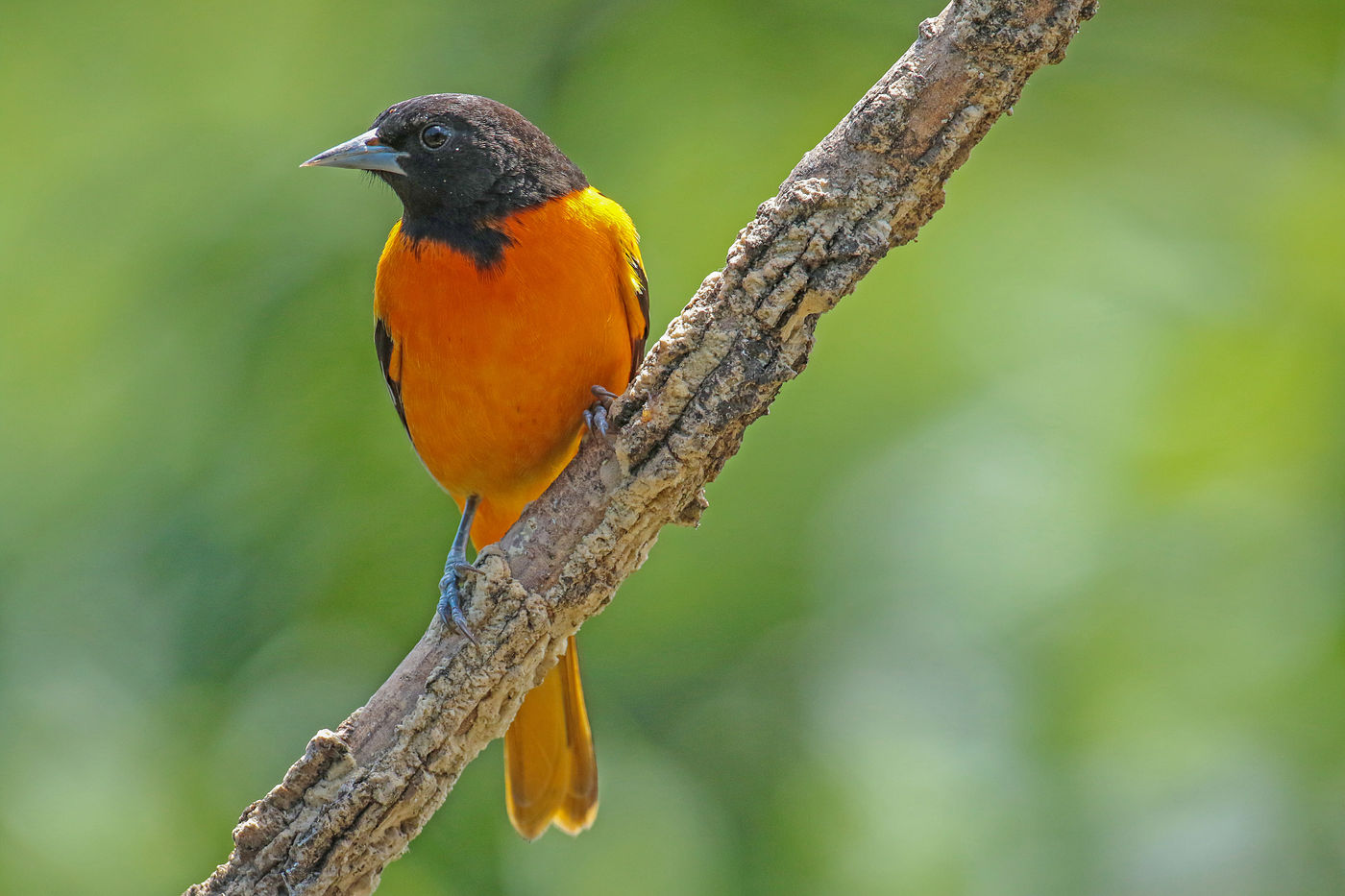 Een Baltimore oriole verblijft tijdens de noordelijke winter liefst waar het een beetje warmer is. © Danny Roobaert