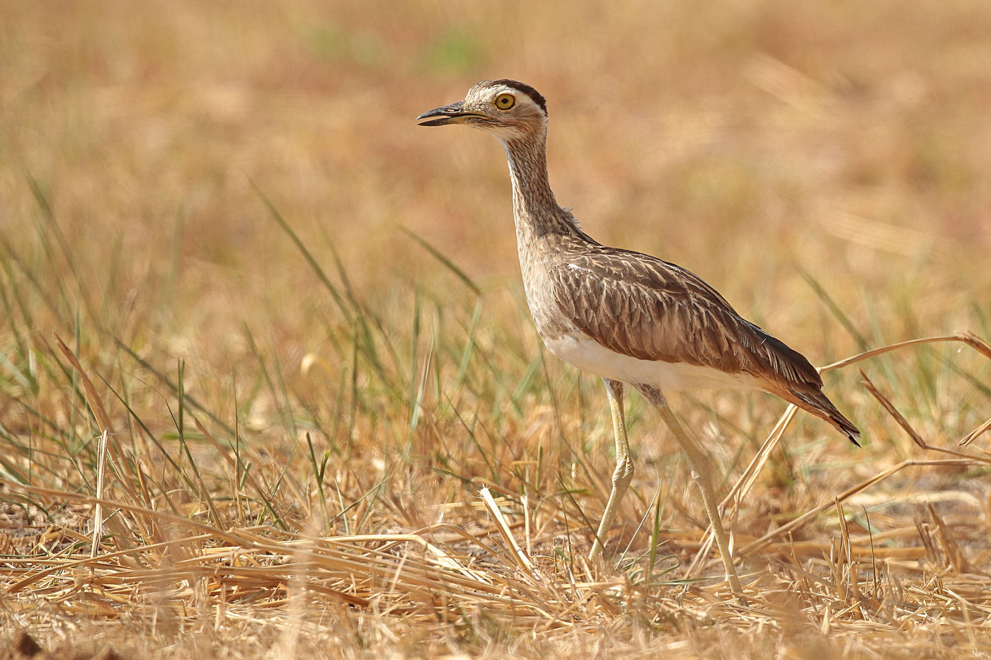 De double-striped thick-knee verwachten we dan weer vooral in de drogere stukken van het land. © Danny Roobaert