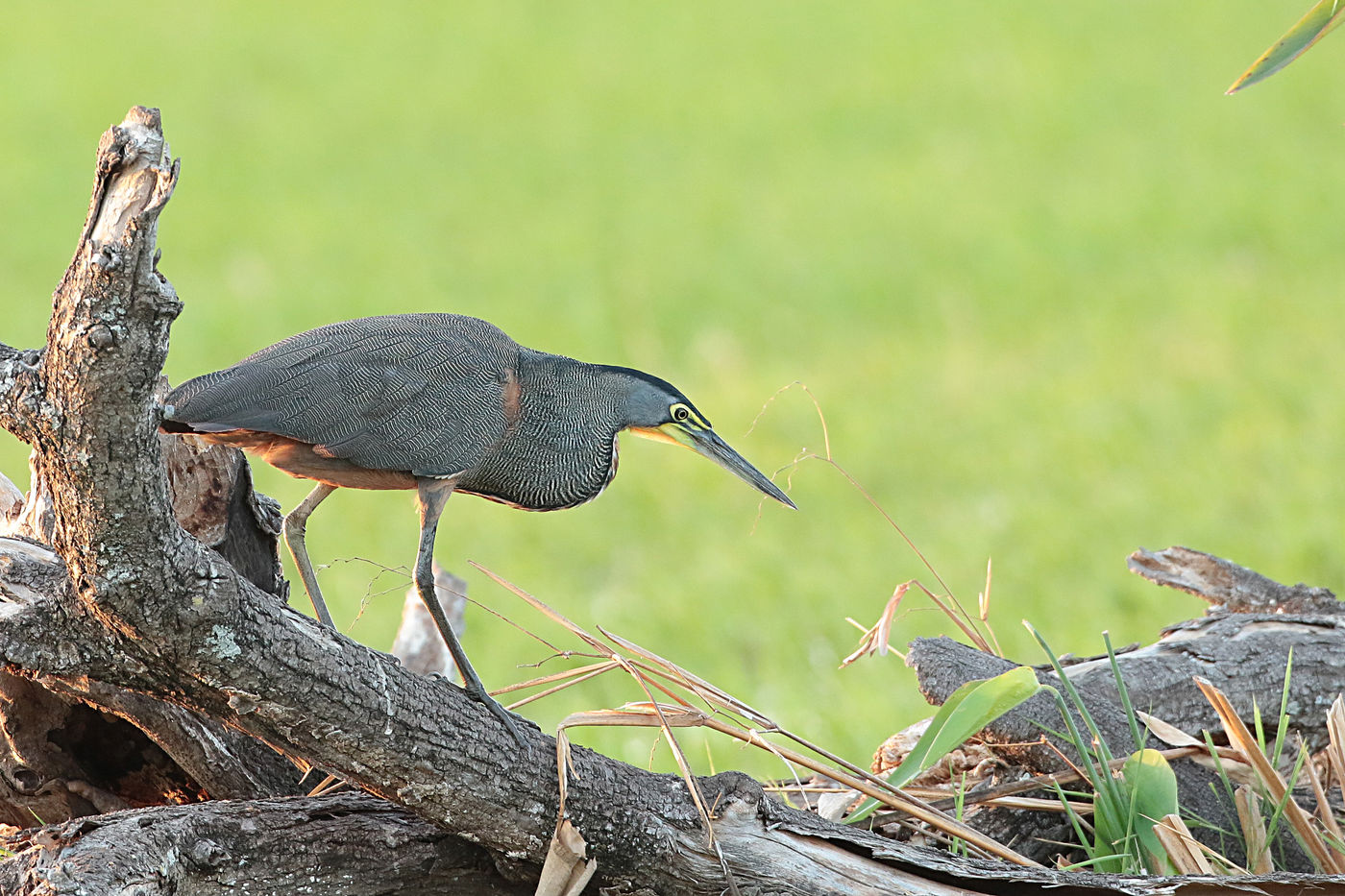 Roerloos sluipt deze bare-throated tiger-heron richting prooi. © Danny Roobaert