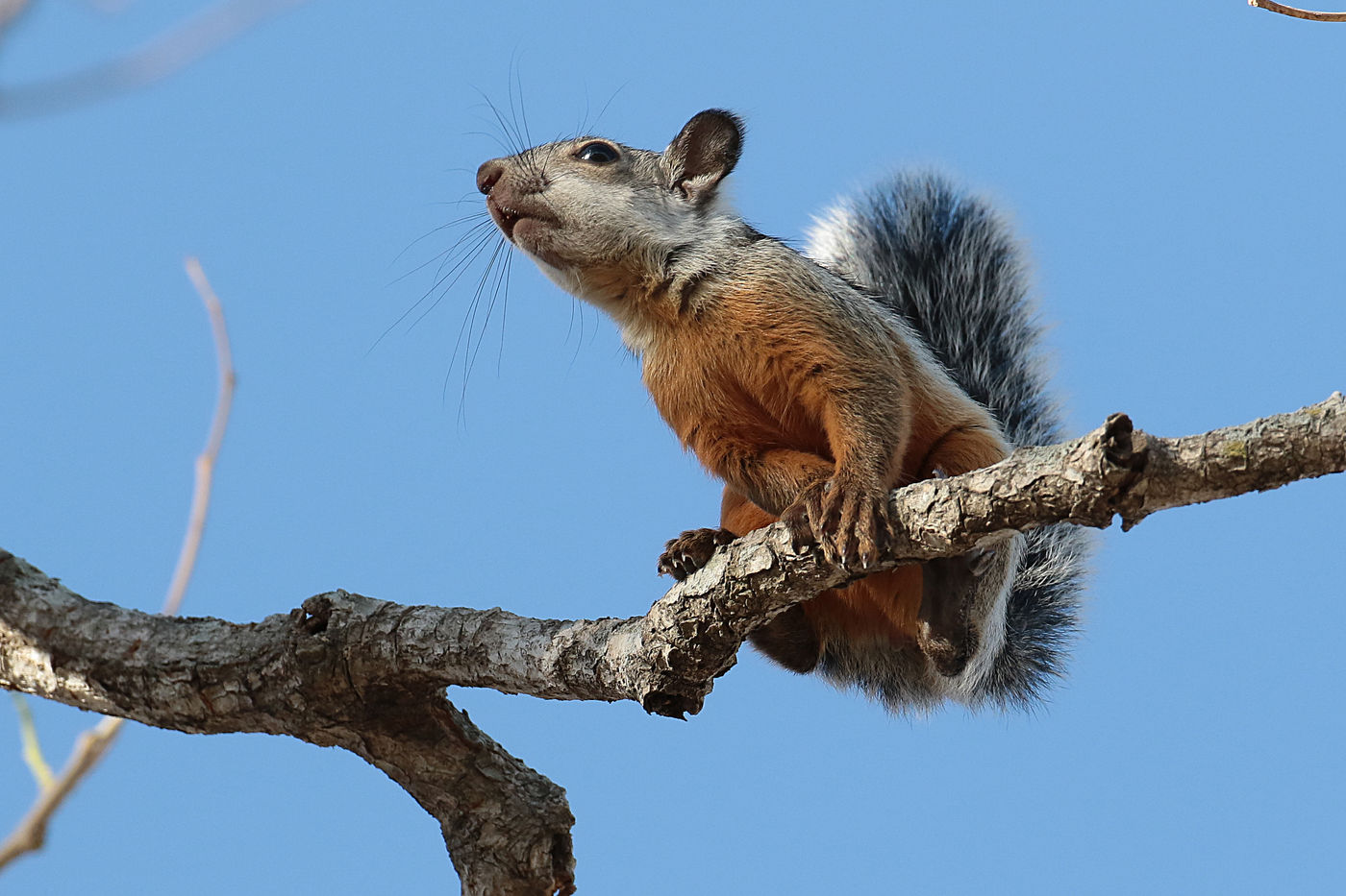 Variegated squirrels prefereren de hoger gelegen, drogere naaldbossen. © Danny Roobaert