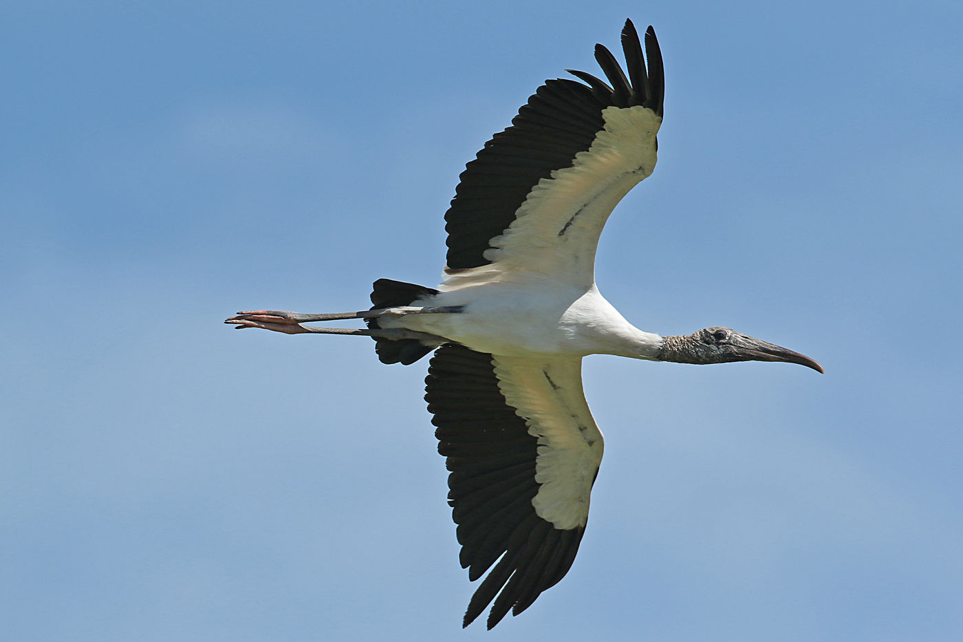 Wood storks zijn niet moeders mooiste, maar in vlucht zijn ze best sierlijk. © Danny Roobaert