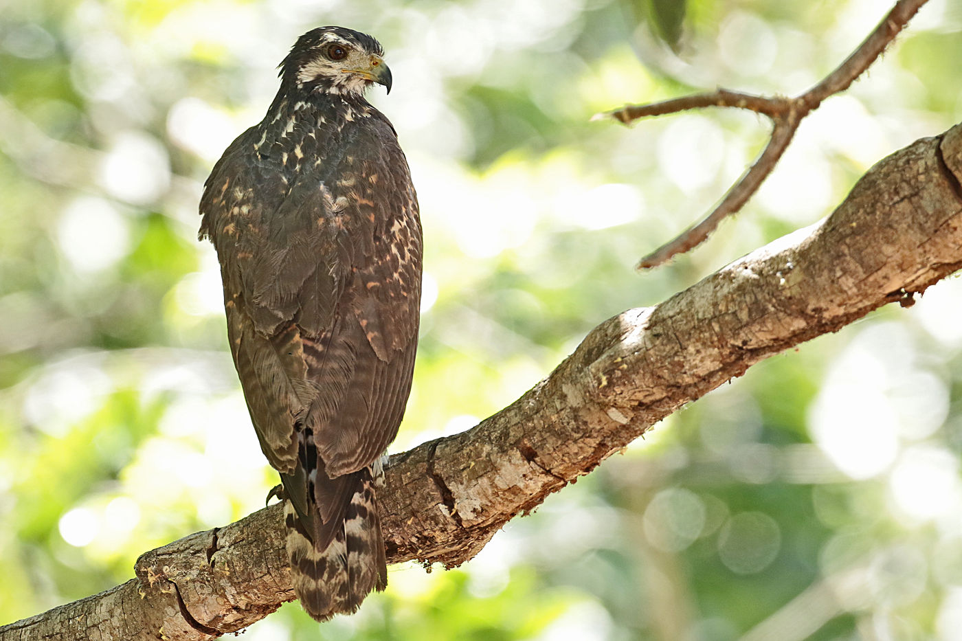 Een jonge common black hawk houdt zich schuil in het dichtbegroeide bos. © Danny Roobaert