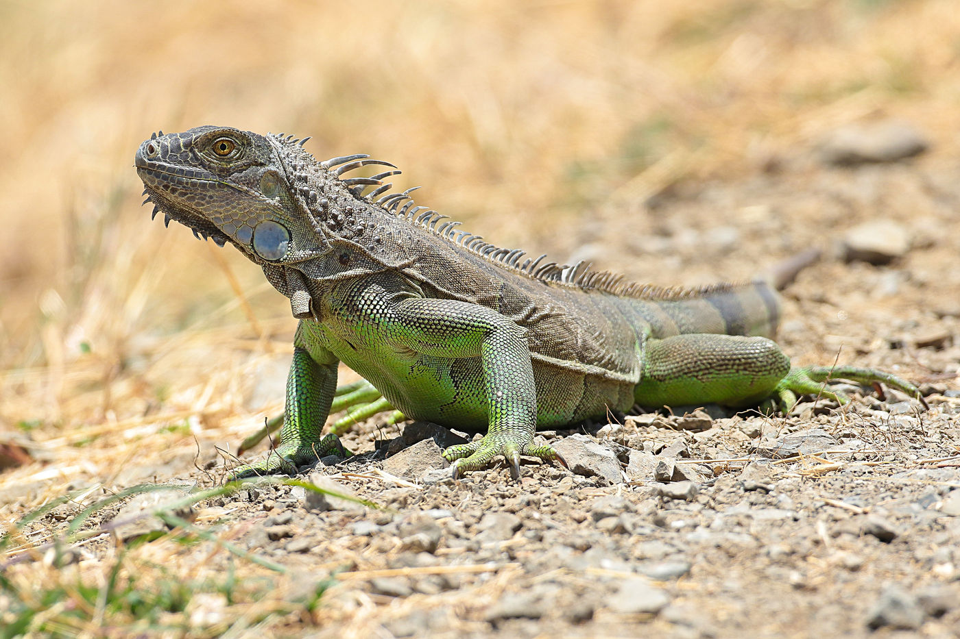 Groene leguanen zijn uiteraard veel voorkomend. © Danny Roobaert