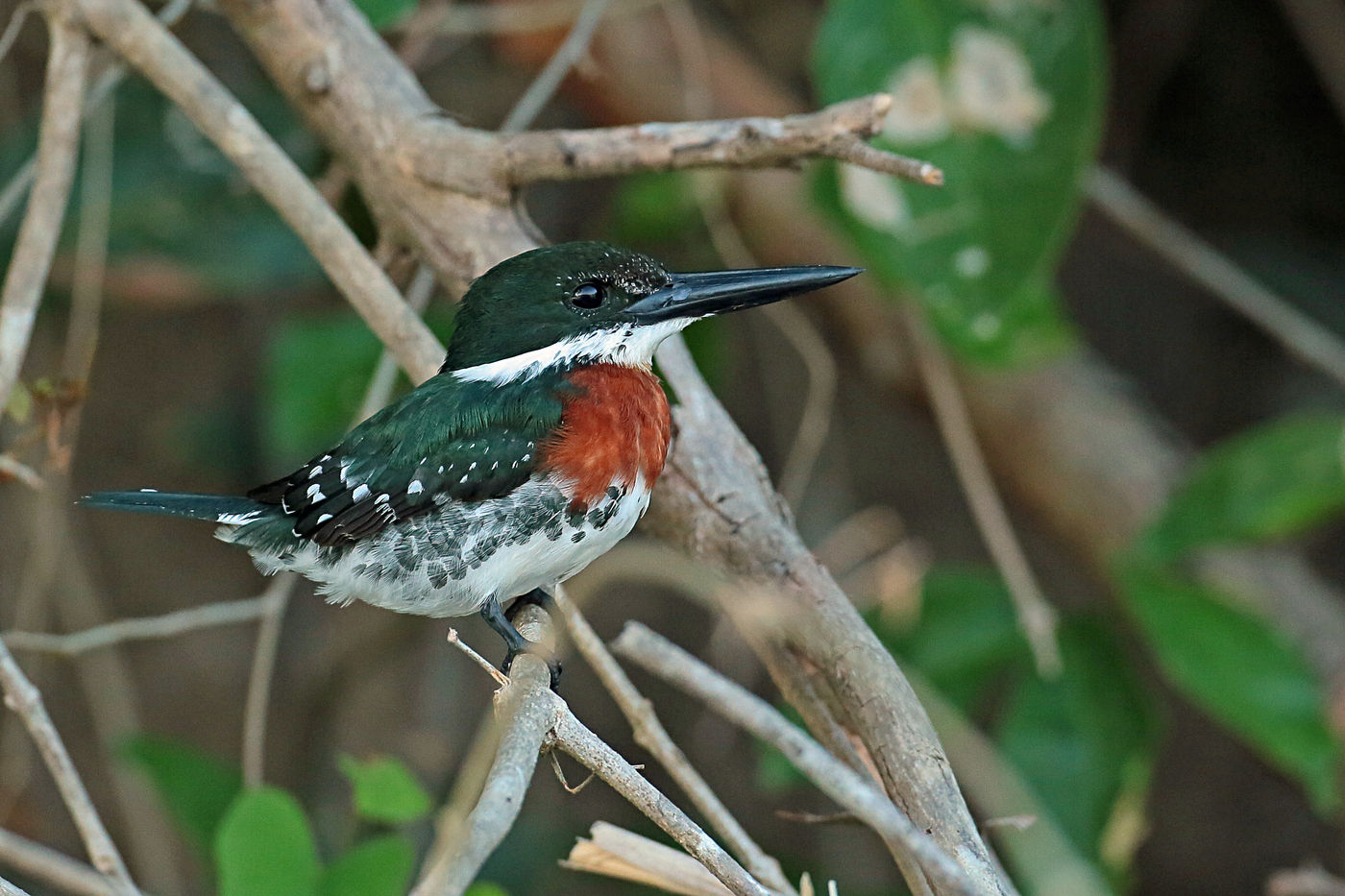 Een green kingfisher loert naar zijn prooi. © Danny Roobaert