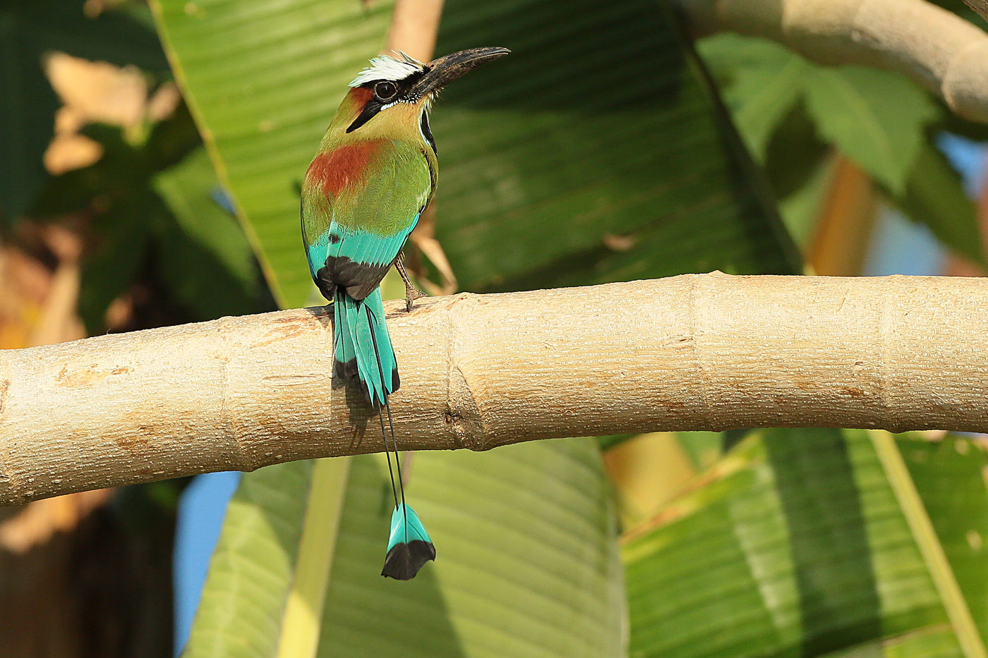 Een ietwat verwaaide turquoise-browed motmot, een soort die het grootste deel van de tijd op een zitplek rust. © Danny Roobaert