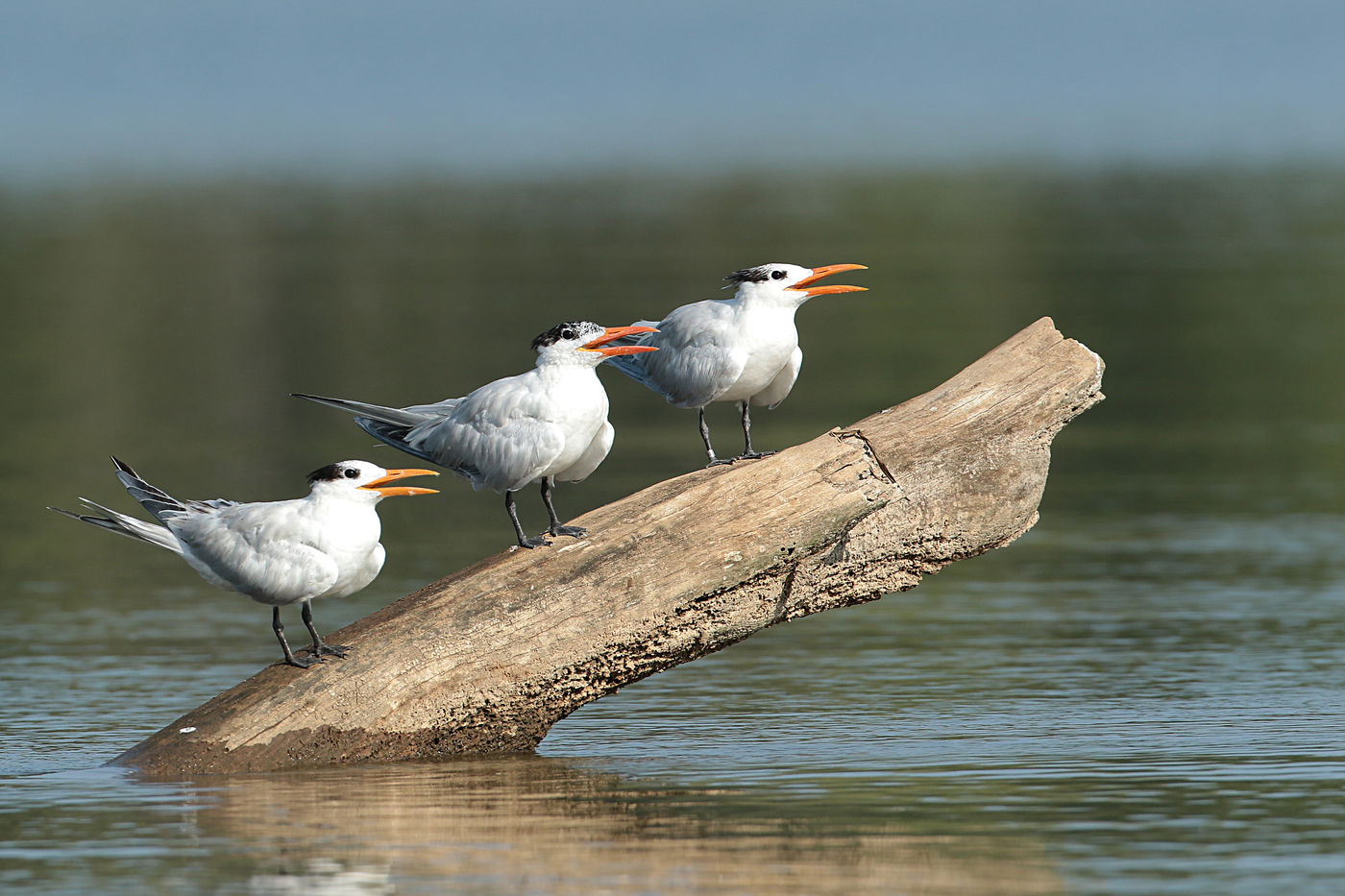 Koningssterns overwinteren hier na hun trektocht vanuit Noord-Amerika. © Danny Roobaert