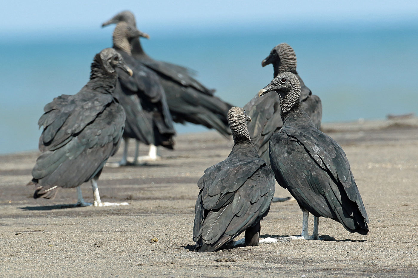 Zwarte gieren rusten uit na een maaltijd in de zon. © Danny Roobaert