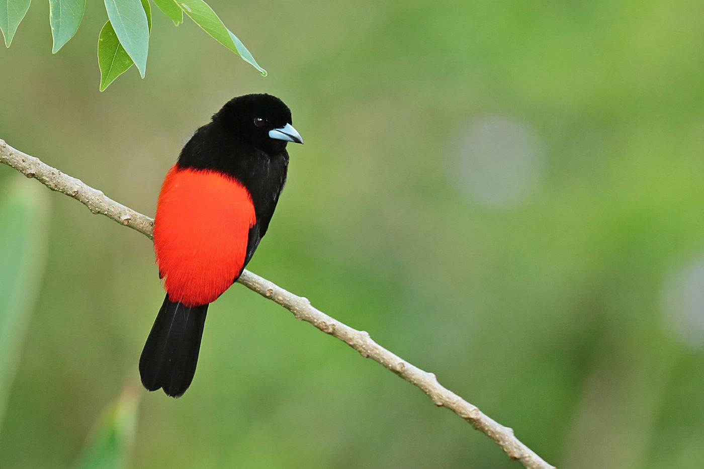 Scarlet-rumped tanager © Danny Roobaert