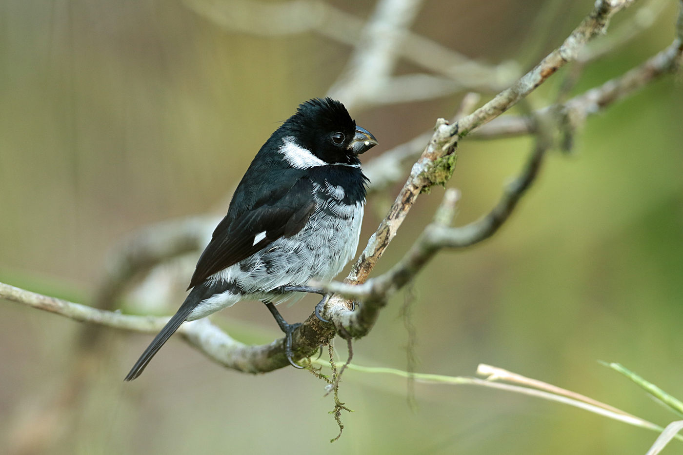 Variable seed-eaters zijn vinkachtigen waarvan heel wat soorten voorkomen in Midden-Amerika. © Danny Roobaert