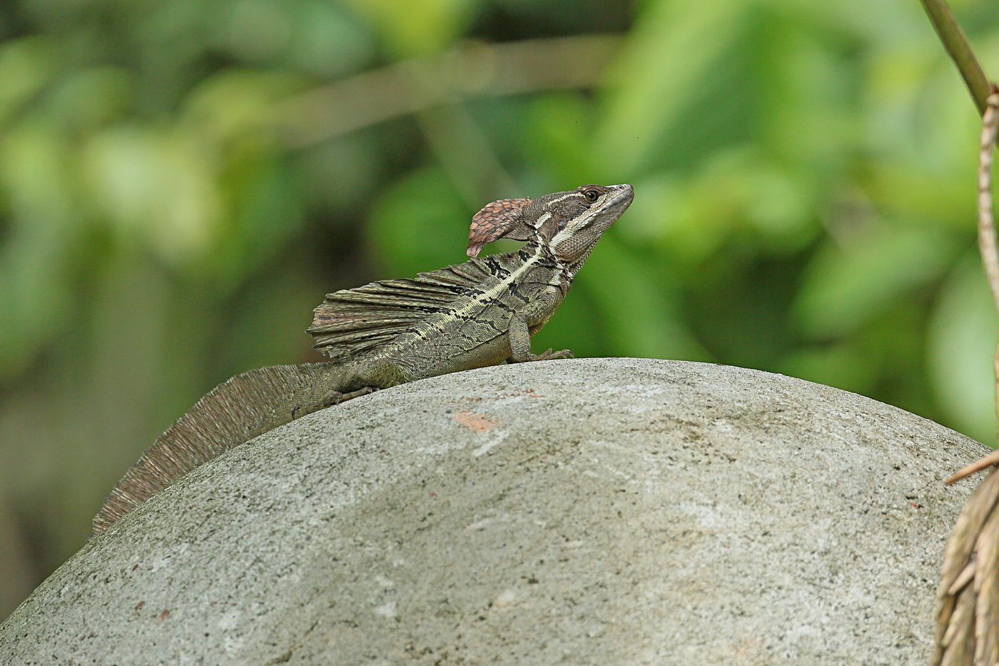 Een jonge basilisk, te herkennen aan de bruine kleur. © Danny Roobaert