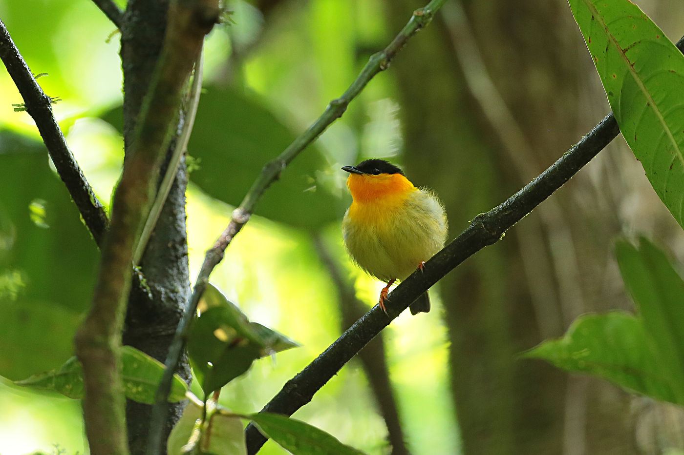 Een van de vele manakins, de orange-collared manakin. © Danny Roobaert