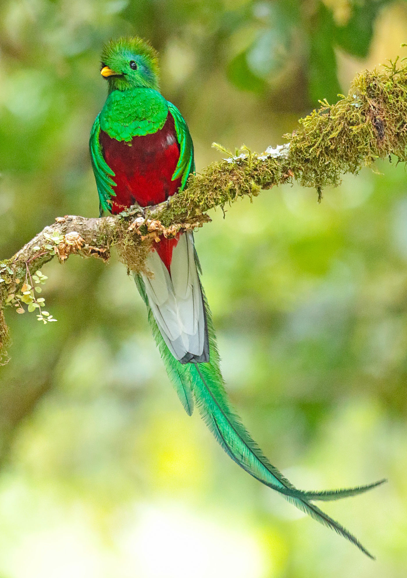 Resplendent quetzal, natuurlijk de soort bij uitstek van het land. © Danny Roobaert