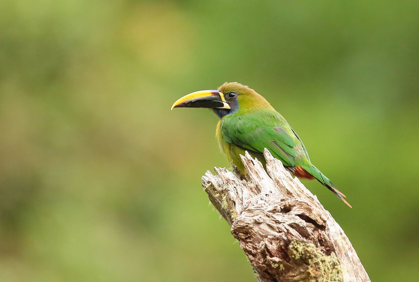 Emerald Toucanet, un oiseau proche des toucans © Danny Roobaert