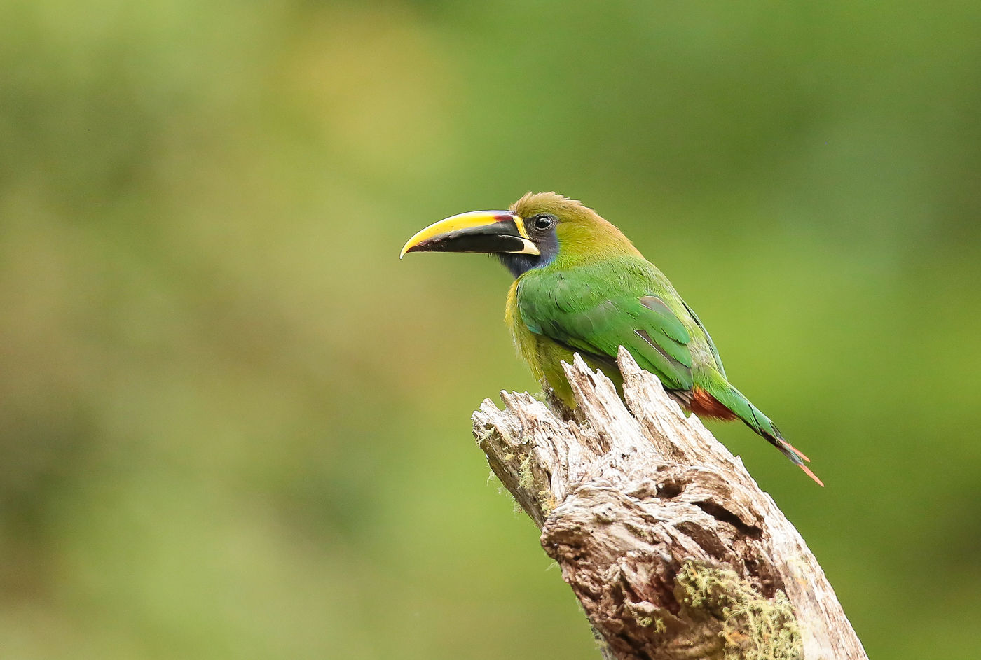 Emerald toucanet, een kleine verwant van de toekans. © Danny Roobaert