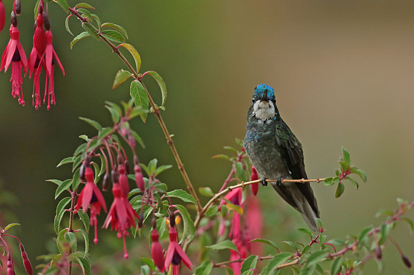 White-throated mountain-gem, zoals de naam suggereert een juweeltje uit de bergen. © Danny Roobaert