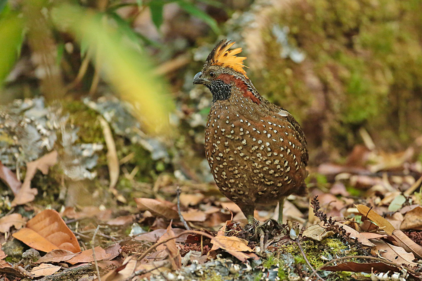 In de bossen wemelt het van de hoenderachtigen, zoals deze spotted wood quail. © Danny Roobaert