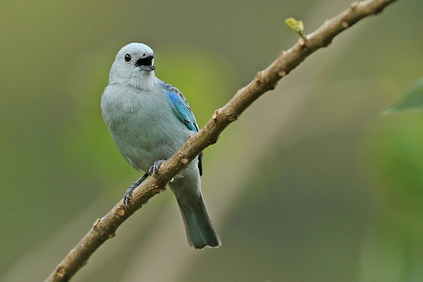 Tanagers zijn een bijzonder veelzijdige familie, met deze blue-gray tanager als een van de meer algemene soorten. © Danny Roobaert