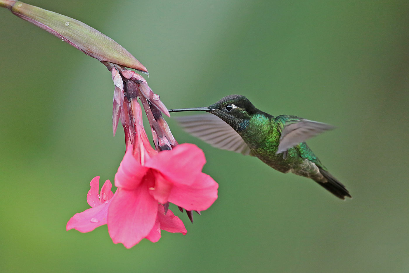 La photographie des colibris n'est jamais une sinécure, surtout en vol. © Danny Roobaert