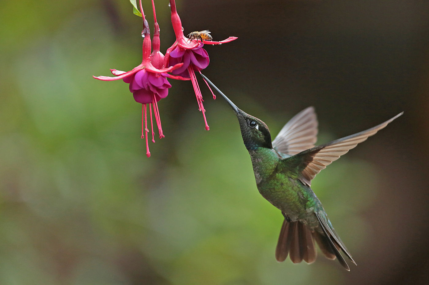 Ce Talamanca Hummingbird butine avec énergie . © Danny Roobaert