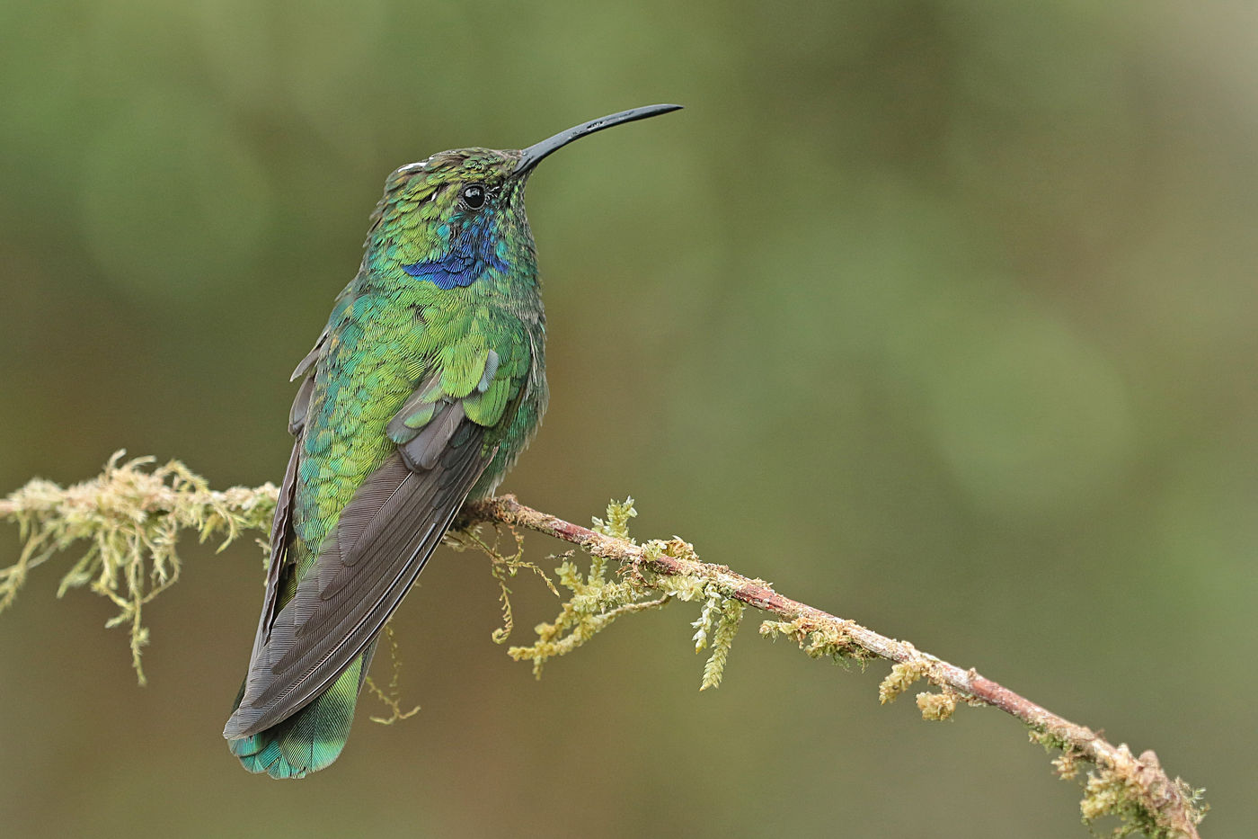 Un Lesser Violetear, l'un des colibris au vert le plus brillant. © Danny Roobaert