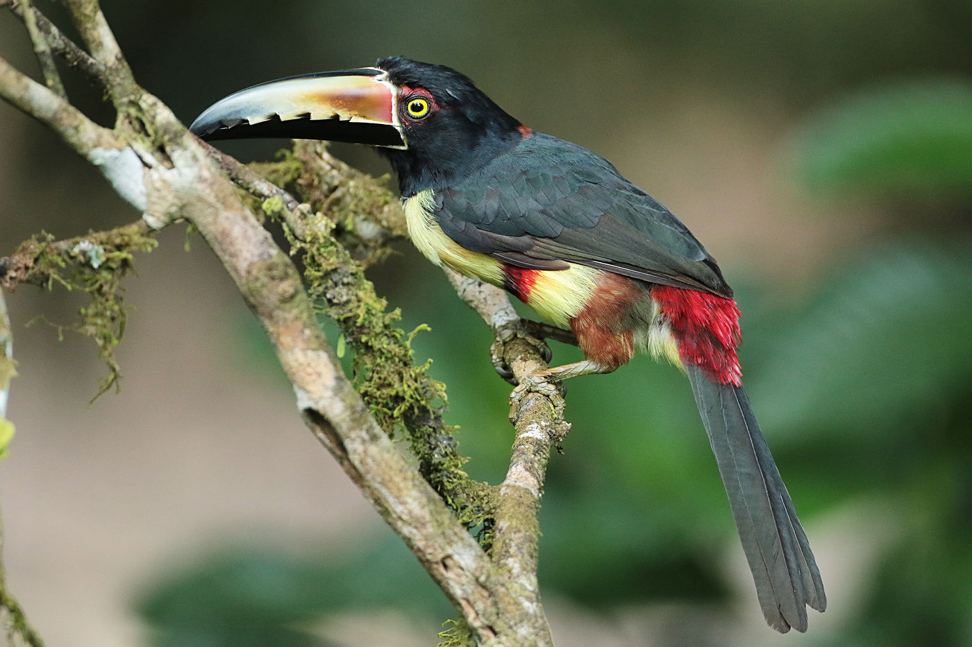 Aracari's heb je in diverse soorten en we hopen toch op een handvol tijdens onze reis door het land. © Danny Roobaert