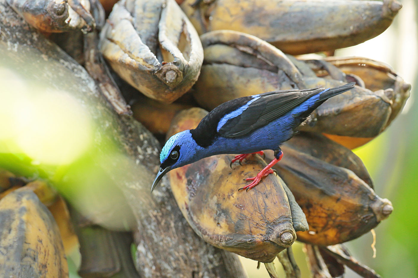 Le Red-legged Honeycreeper fait souvent partie des espèces préférées des ornithologues visitant ce pays © Danny Roobaert