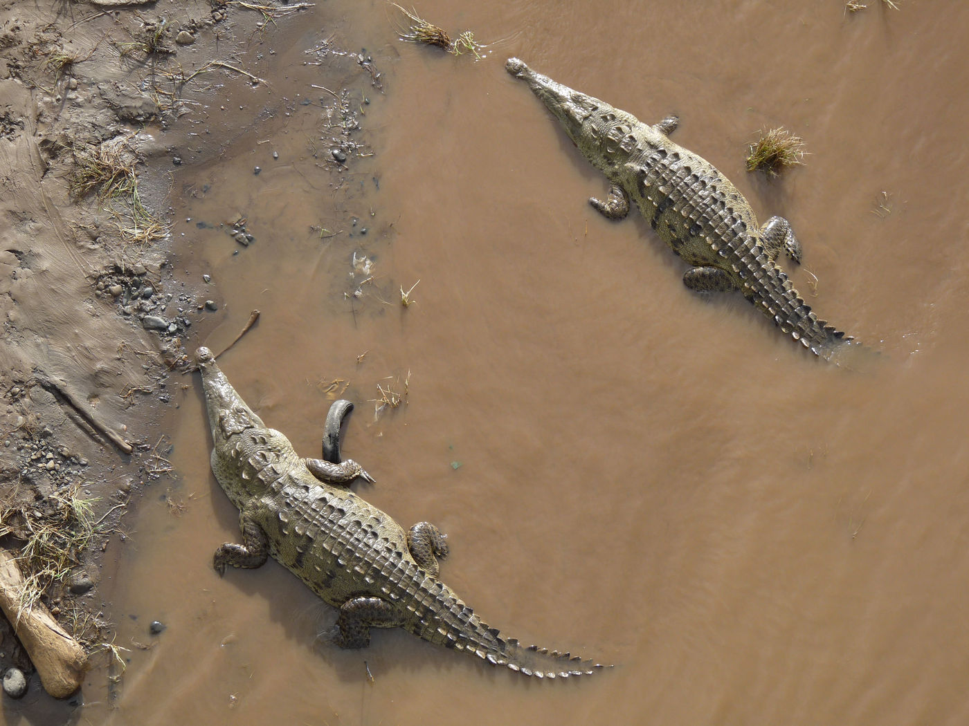 Enkele American crocodiles gezien vanop een brug over de rivier. © Pieter Westra 