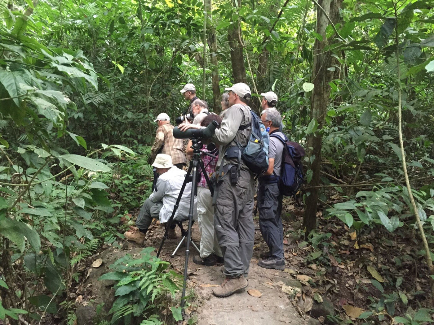 Observation de notre groupe dans la forêt pluvieuse tropicale © Pieter Westra